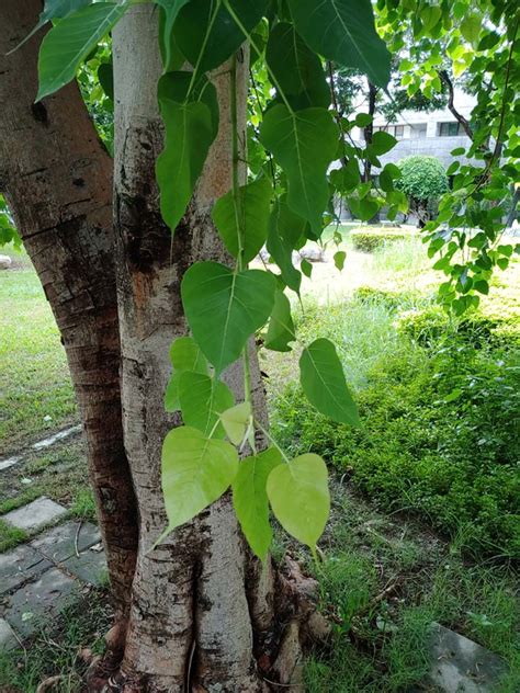 菩提樹葉子功能 鳥死在家裡